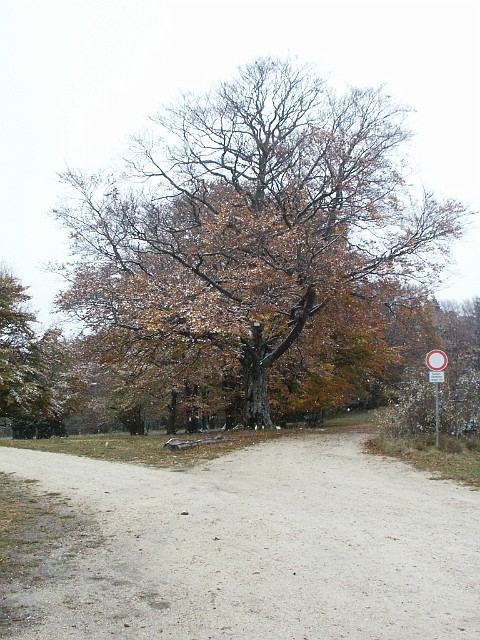 Raichberg 2007 Bild 33